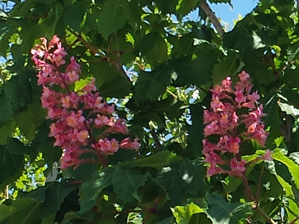 Carnea Briotii